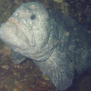 Wolf eel2