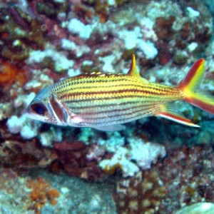 Port Vila - RedGold fish