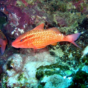 Port Vila - Red fish