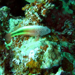 Port Vila - Spotted Fish