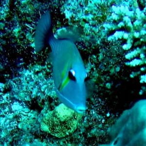 Port Vila - Wrasse