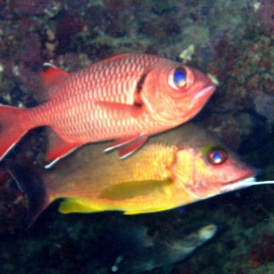 Port Vila - Red and yellow fish