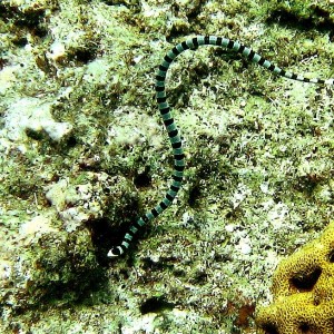 Port Vila - Snake 1