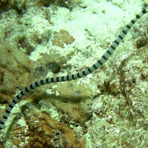 Port Vila - Snake 2