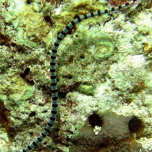 Port Vila - snake 3