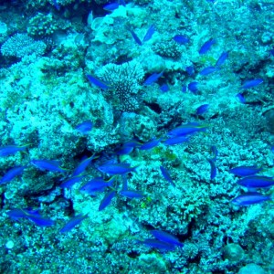 Port Vila - Blue fish