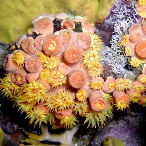 Sprouting_Corals_Saba