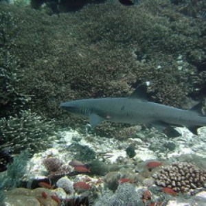 Whitetip Reef Shark, Nusa Penida, Bali