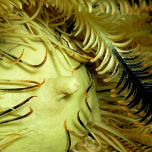Feather Star Home