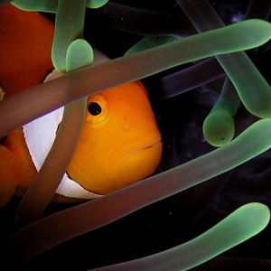 Clownfish