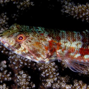 Lizardfish Grin