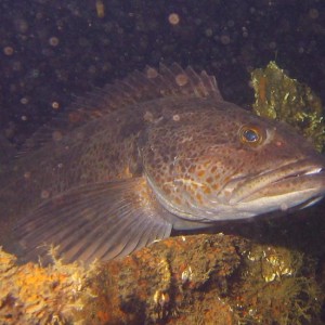 Lingcod on the Nakaya