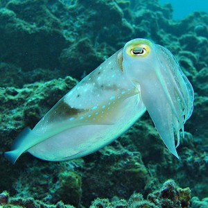 Cuttlefish