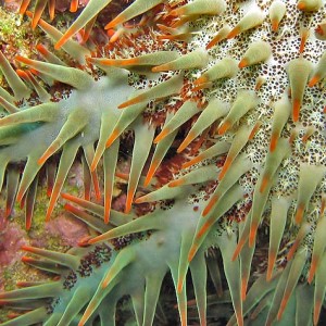 Crown of Thorns Starfish