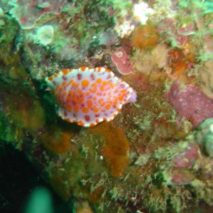 Nudi