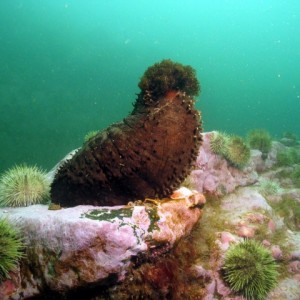 Sea Cucumber