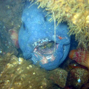 Wolffish