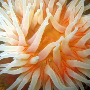 Northern Gem Anenome