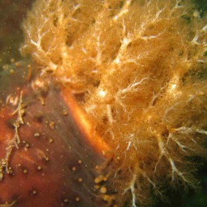 Orange Footed Sea Cucumber