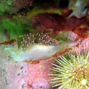 Red Gilled Nudibranch