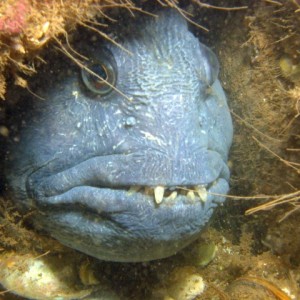 Wolffish