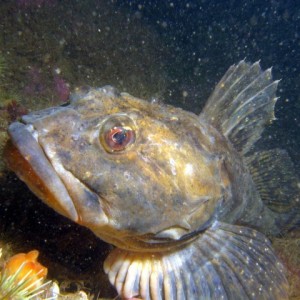 Eel Pout