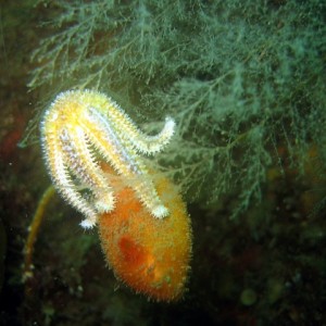 Sea Peach & Starfish