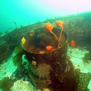 Stalked Tunicates on the Wreck