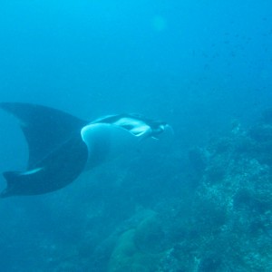 Similan Islands - Colona VI