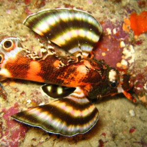 Similan Islands - Colona VI