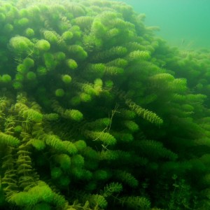 Sweeping Hydrilla at CSSP