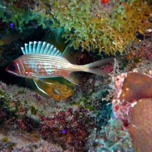 Squirel Fish in the Bahamas