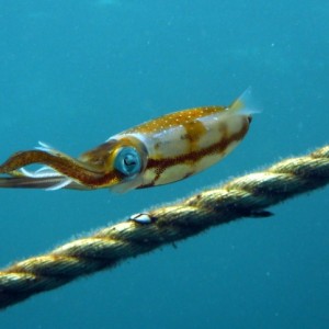 Squid making a safety stop at 15 feet