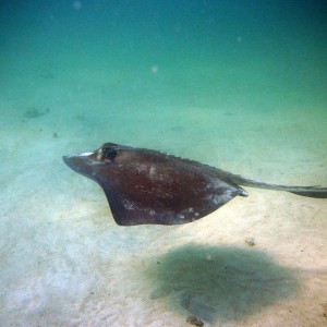 Sting Ray at the Wreck of The Hesperus, Bahamas