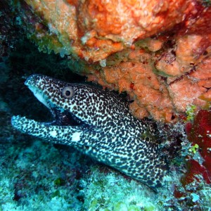 Spotted eel in the Bahamas