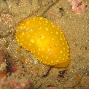 Yellow_Nudi_2