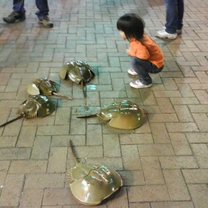 Horseshoe Crabs