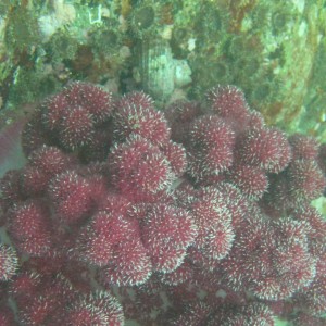 Soft Coral