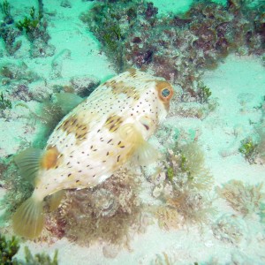 Cozumel Jun 1, 2008