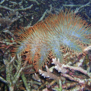 Crown of Thorns Starfish