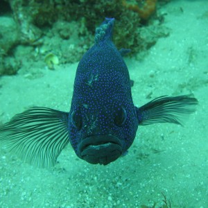 Blue-Devil fish 1