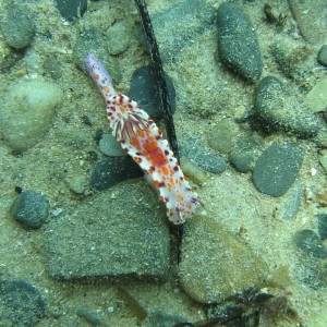 NudiBranc