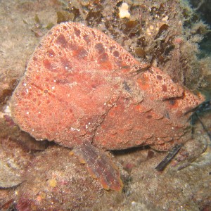 Warty-Prowfish