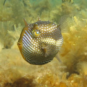 Cowfish