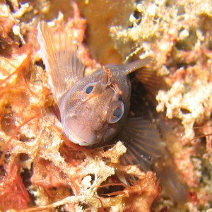 Blenny 2