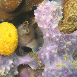 Blenny 3