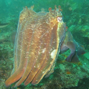 Cuttlefish