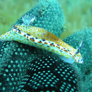 Nudibranc