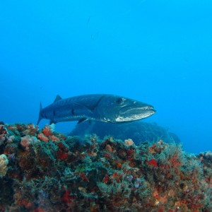 Barracuda on the Wreck of the Tracy