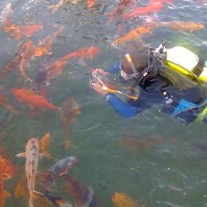 Gold Fish Diver
